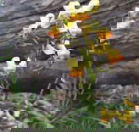 Dawn Atwell Nature Reserve - Goulburn Accommodation