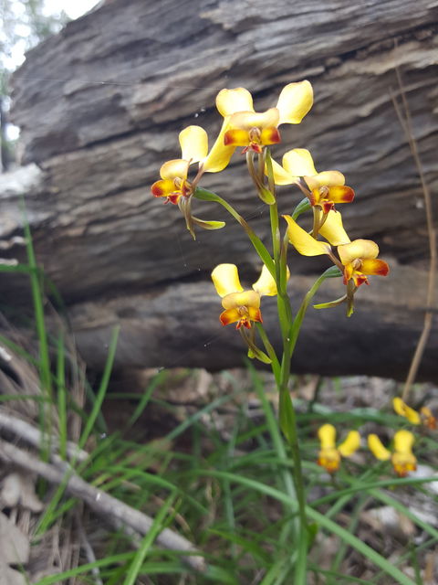 Dawn Atwell Nature Reserve - Goulburn Accommodation 0