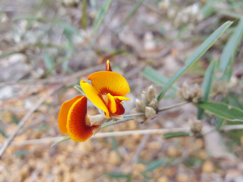 Dawn Atwell Nature Reserve - Goulburn Accommodation 1