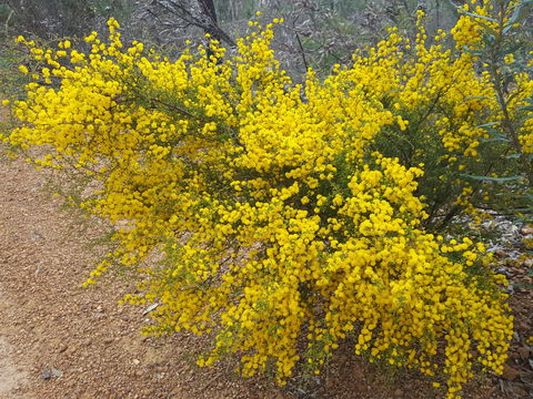 Dawn Atwell Nature Reserve - Goulburn Accommodation 2