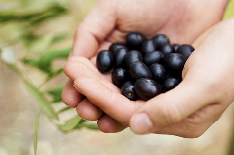 Eat, Pick, Grow Trail - Wanneroo And Chittering - Goulburn Accommodation 0