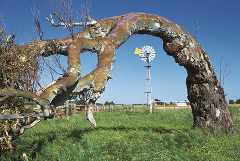 Greenough Leaning Trees - Goulburn Accommodation 0