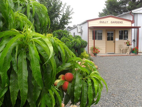 Gully Gardens - Goulburn Accommodation 0
