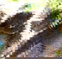 Koala Conservation Reserve - Goulburn Accommodation