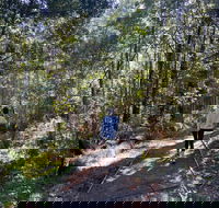 Lyrebird Circuit Walk - Goulburn Accommodation