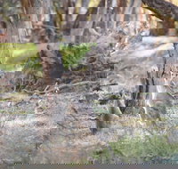 Nyah Vinifera Park - Goulburn Accommodation