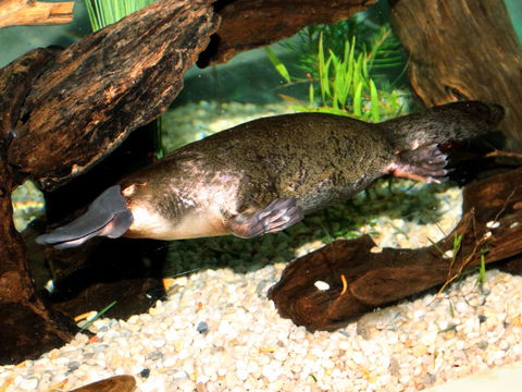 Platypus House - Goulburn Accommodation 0