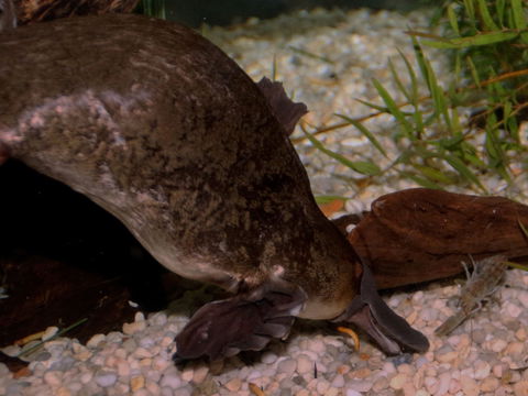 Platypus House - Goulburn Accommodation 1