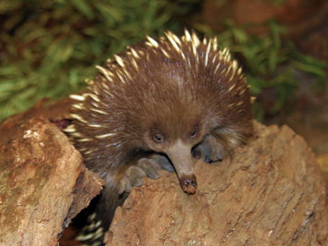 Platypus House - Goulburn Accommodation 2