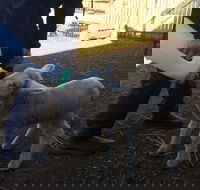 Taralga Wildlife Park - Goulburn Accommodation