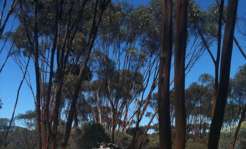 Boorabbin National Park - Goulburn Accommodation 0