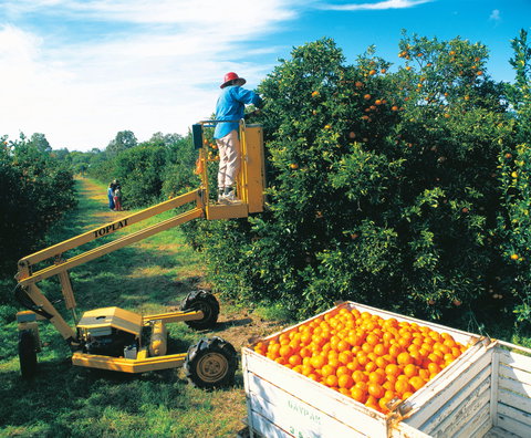 Gayndah's Big Orange - Goulburn Accommodation 0