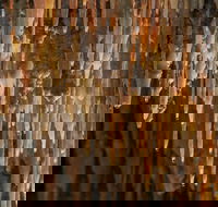 Mulwaree Cave - Goulburn Accommodation