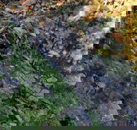 Pine Gully Nature Trail - Goulburn Accommodation