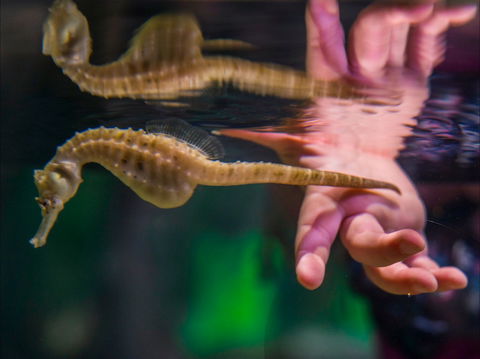 Seahorse World - Goulburn Accommodation 0