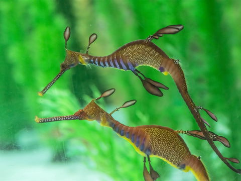 Seahorse World - Goulburn Accommodation 1