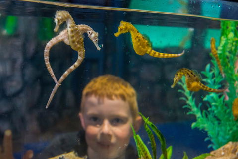 Seahorse World - Goulburn Accommodation 2