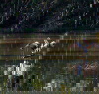 Seaham Swamp Nature Reserve - Goulburn Accommodation