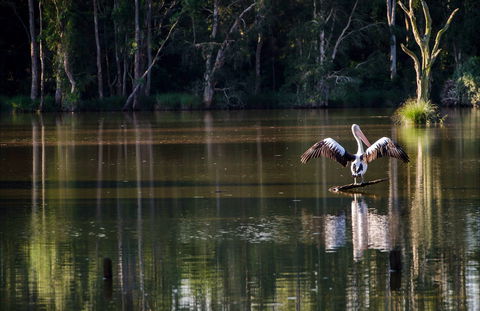 Seaham Swamp Nature Reserve - Goulburn Accommodation 0