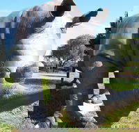 Tailem Bend Rhino Park and Dickson Reserve - Goulburn Accommodation