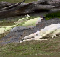 Yarra Valley Nocturnal Zoo - Goulburn Accommodation