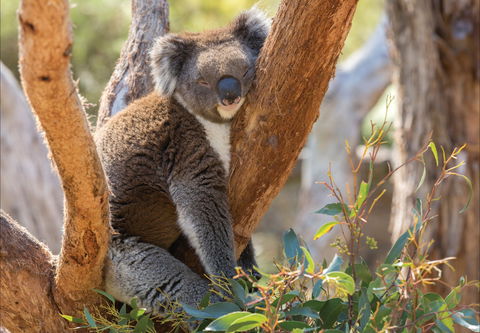 Cleland Wildlife Park - Goulburn Accommodation 0