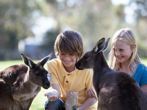 Cleland Wildlife Park - Goulburn Accommodation 1