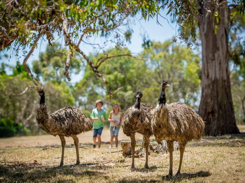 Cleland Wildlife Park - Goulburn Accommodation 2