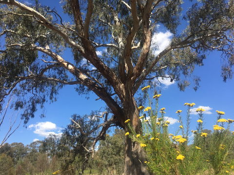 Euroa Arboretum - Goulburn Accommodation 0