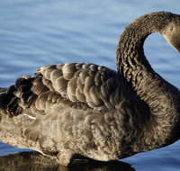 Lake Monger - Goulburn Accommodation