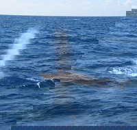 Minyama - Goulburn Accommodation