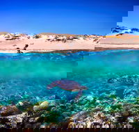 Snorkel the Ningaloo Reef - Goulburn Accommodation