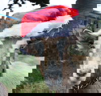 Bream Creek Farmers Market - Goulburn Accommodation