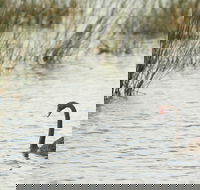 Little Llangothlin Picnic Area - Goulburn Accommodation