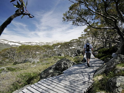 Snow Gums Boardwalk - Goulburn Accommodation 0