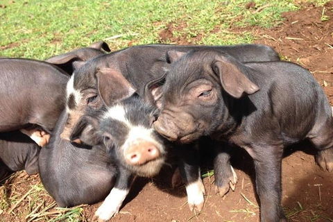 Paddock To Plate Farm Tour And Tasting - Goulburn Accommodation 9