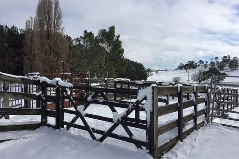 Paddock To Plate Farm Tour And Tasting - Goulburn Accommodation 11