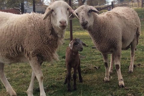 Paddock To Plate Farm Tour And Tasting - Goulburn Accommodation 7