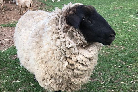 Paddock To Plate Farm Tour And Tasting - Goulburn Accommodation 3