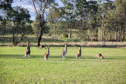 Private Full-Day Wine Tour In Hunter Valley - Goulburn Accommodation 2