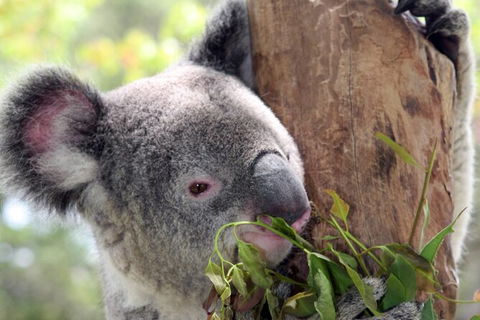 Private 10-hour Tour To Blue Mountains From Sydney - Hotel Pick Up & Drop Off - Goulburn Accommodation 2