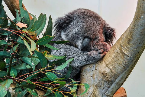 Blue Mountains Highlights, Wildlife Park And Scenic World Full Day Private Tour - Goulburn Accommodation 1