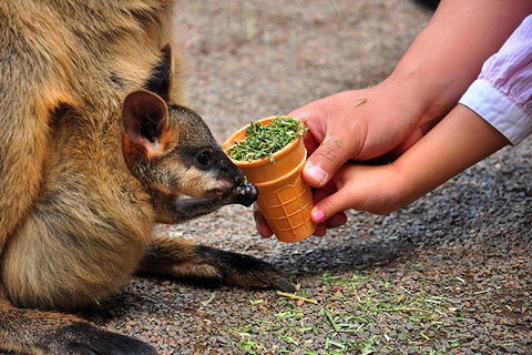 Blue Mountains Highlights, Wildlife Park And Scenic World Full Day Private Tour - Goulburn Accommodation 3