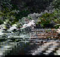 Everglades Eco Safari to Australia's Everglades - Goulburn Accommodation