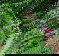 Daintree Rainforest Cape Tribulation and Bloomfield Track Small Group Tour - Goulburn Accommodation