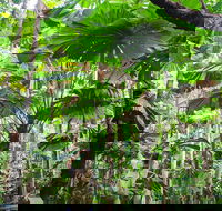 2-Day Cape Tribulation and Daintree Rainforest Tour from Cairns /Port Douglas - Goulburn Accommodation