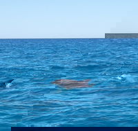 Noosa Wild Dolphin Safari - Goulburn Accommodation