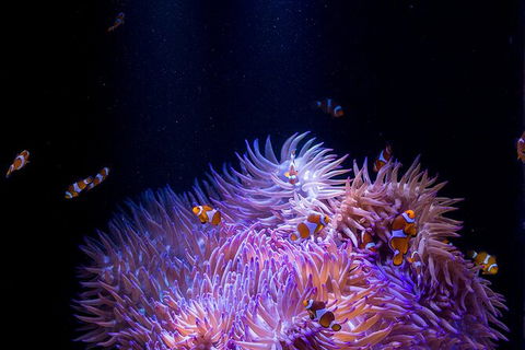SEA LIFE Sunshine Coast Aquarium Entrance Ticket - Goulburn Accommodation 1