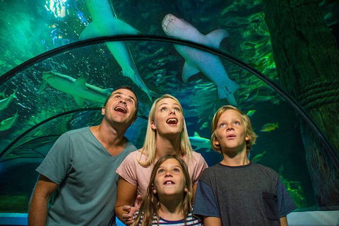 SEA LIFE Sunshine Coast Aquarium Entrance Ticket - Goulburn Accommodation 3