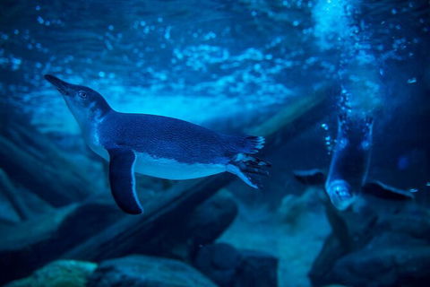 SEA LIFE Sunshine Coast Aquarium Entrance Ticket - Goulburn Accommodation 2